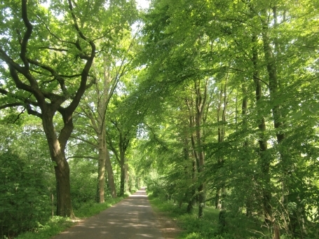 Nettetal-Hinsbeck : Krickenbecker Seen, die Schloßallee führt zwischen den beiden Seen Hinsbecker Bruch und Glabbacher Bruch hindurch.